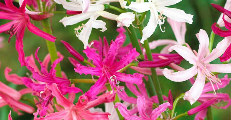 These 19 Bulbs Bloom for Months While Others Die in Weeks