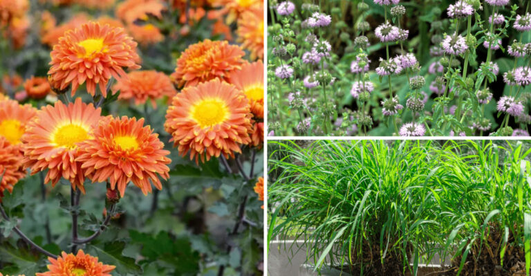 These 19 Common Plants Actually Repel Bees and Butterflies From Your Garden