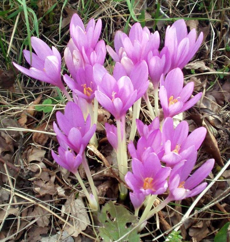 Autumn Crocus (Colchicum autumnale)