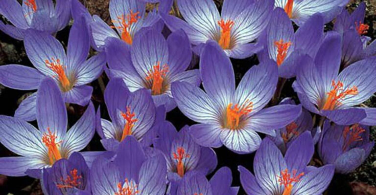 These 19 June Bulbs Share One Secret – Perfect Timing — Stunning Fall Blooms