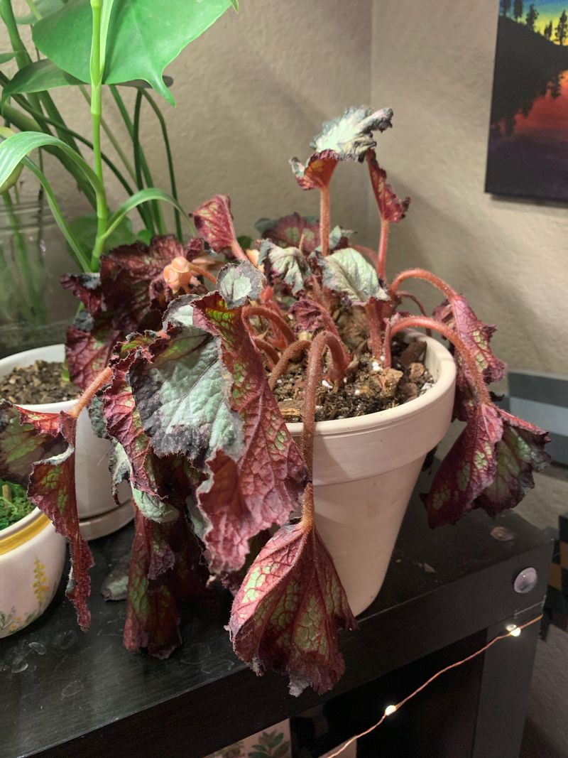 Rex Begonia