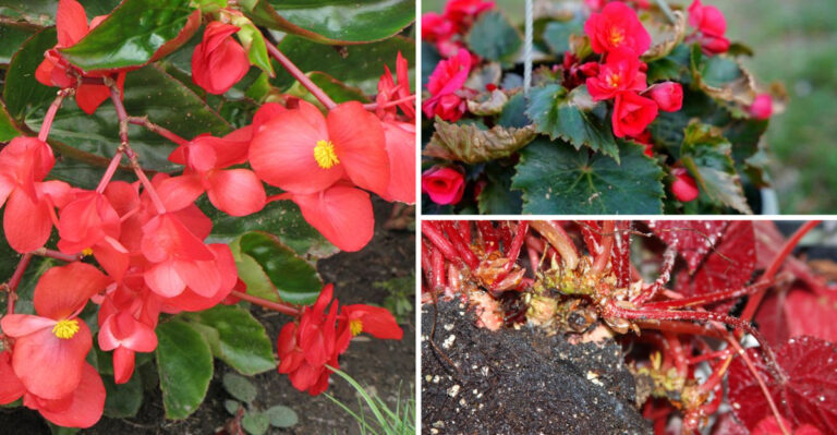 These 20 Begonias Look Great at First, Then Totally Flop