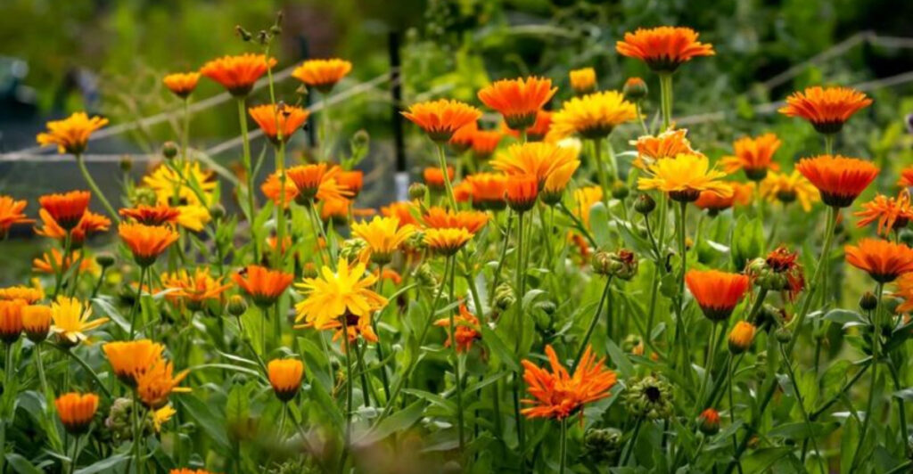 These 20 Plants Turn Your Cucumber Garden Into a Fortress Against Pests