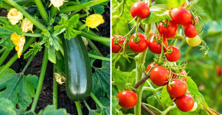 These 20 Vegetables Never Fail – Even Beginners Get Perfect Harvests