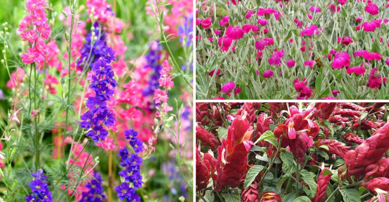These 21 ‘L’ Flowers Share One Secret – They Bloom Longer Than Any Others