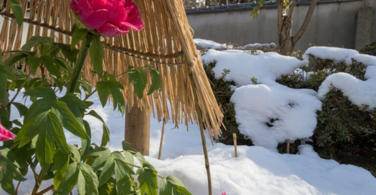 These 22 Hardy Perennials Laugh at Winter — Even Survive -40°F Temperatures