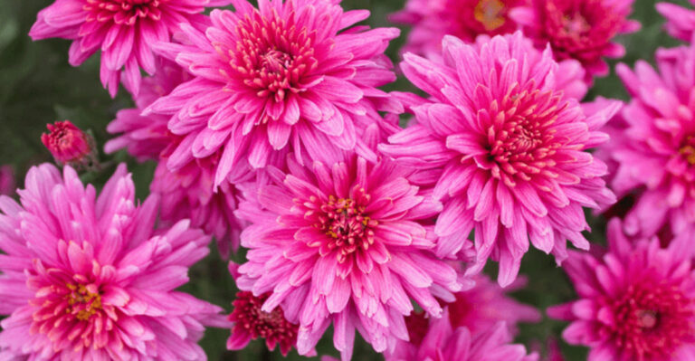 These 22 Pink Perennials Share One Secret – They Never Stop Coming Back