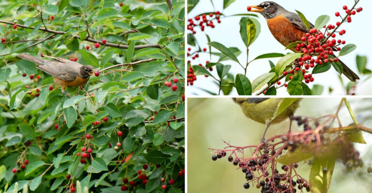 These 23 Bird-Magnet Shrubs Have One Secret — They Triple Your Backyard Visitors