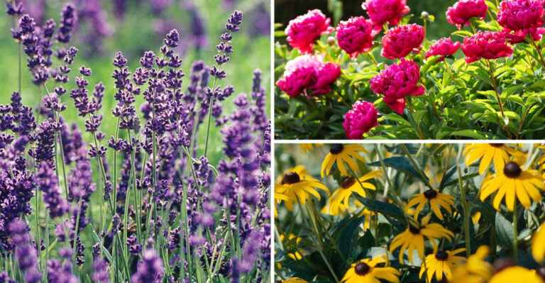 These 23 Colorful Perennials Double in Size Every Year — Gardeners Are Obsessed