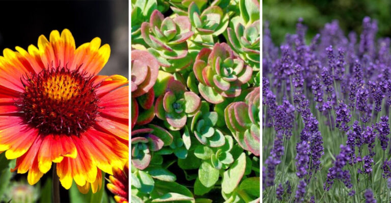 These 23 Drought-Resistant Perennials Thrive Without Water — Gardeners Are Obsessed