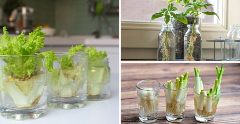 These 23 Kitchen Scraps Turn Into Endless Vegetables — #17 Will Shock You