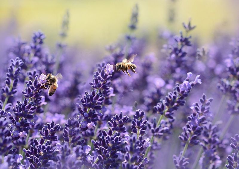 Lavender Hedge for Pollinators