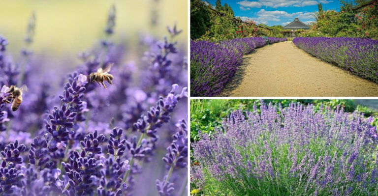 These 23 Lavender Hedge Benefits Will Transform Your Garden — Plus Expert Planting Secrets
