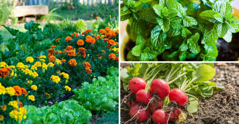 These 23 Plants Boost Squash Growth — But 7 Will Kill Your Harvest