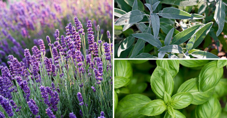 These 23 Plants Keep Mosquitoes Away — Plus They Stop Deer and Summer Pests Too