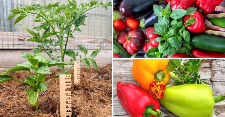 These 23 Plants Make Bell Peppers Thrive — But These 7 Will Kill Them