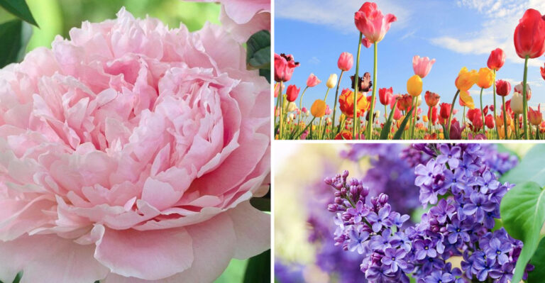 These 23 Spring Flowers Bloom All Season — But 5 Common Ones Will Disappoint You