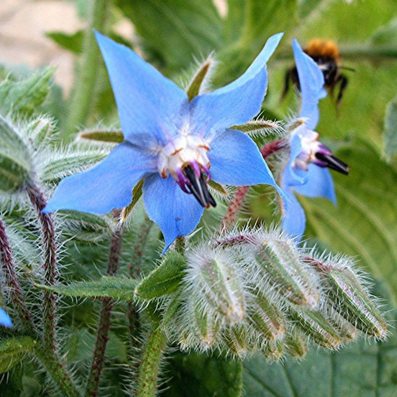 Borage Bliss