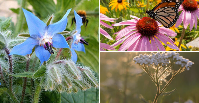 These 23 Wildflower Secrets Transform Any Garden Into a Natural Paradise
