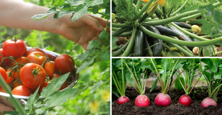 These 28 Garden Crops Grow Without Any Help — Plus 6 That Actually Need Your Attention