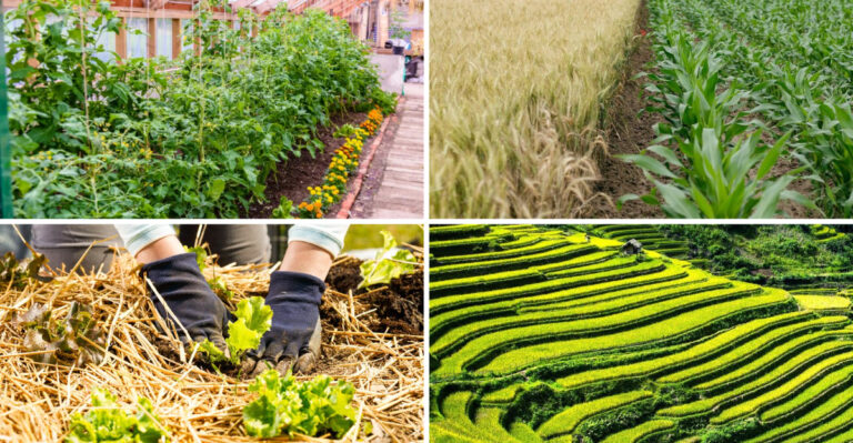 These 31 Ancient Vegetable Secrets Have One Thing — They Triple Your Harvest