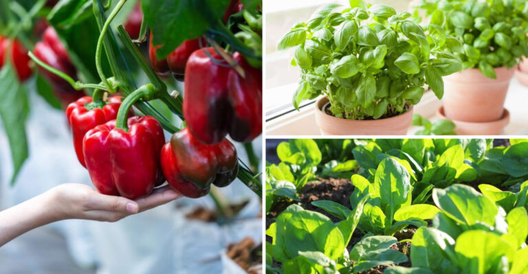 These 31 Garden Plants Save You $1,200+ Yearly — Plus 5 That Actually Cost Money