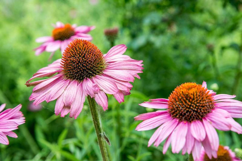 Purple Coneflower (Echinacea)