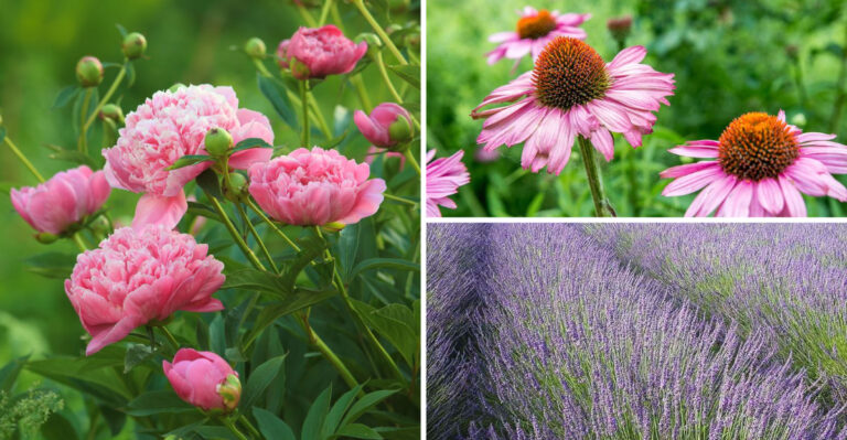 These 31 Perennial Flowers Create Show-Stopping Gardens — Landscapers’ Secret Picks