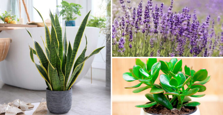 These 31 Plants Actually Get Better When You Ignore Them (Gardening Made Simple)