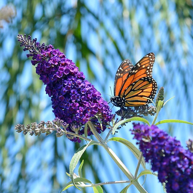 Butterfly Bush (Buddleia)