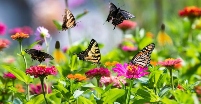 These 40 Butterfly Plants Will Make Your Garden Even More Gorgeous