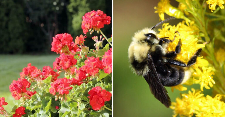 These 5 Garden Flowers Are Secretly Killing Bees (Plant These 10 Instead)