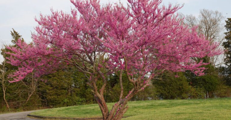 These 7 Small Garden Trees Stay Beautiful All Year – Here’s Why