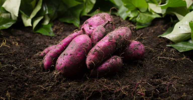 These 7 Vegetables Grow Themselves All Summer (Perfect for Lazy Gardeners!)