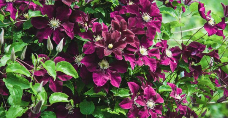 These 9 Post-Bloom Clematis Steps Boost Next Year’s Flowers by 300%
