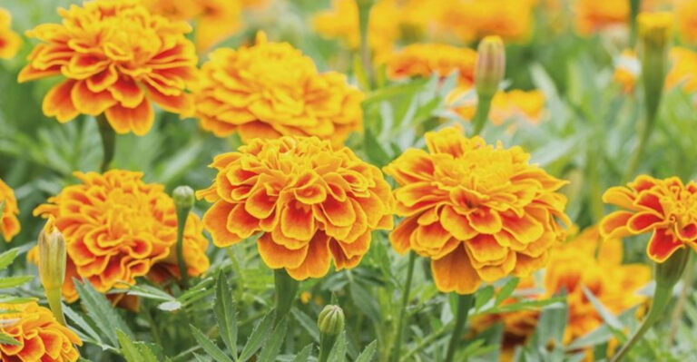These Plants Repel Cats, Dogs, and Deer—Naturally, No Fence Needed