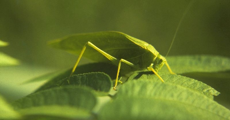 They Use Their Legs as Ears