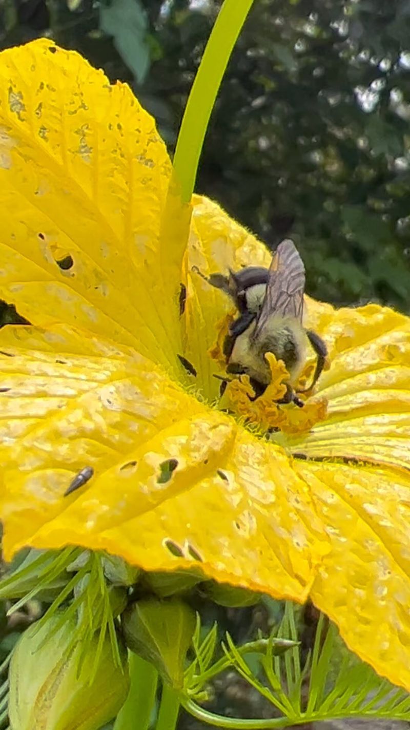 They’re Pollination Picky