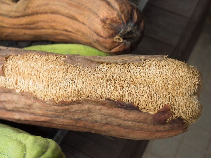 You Might Get Moldy Ones