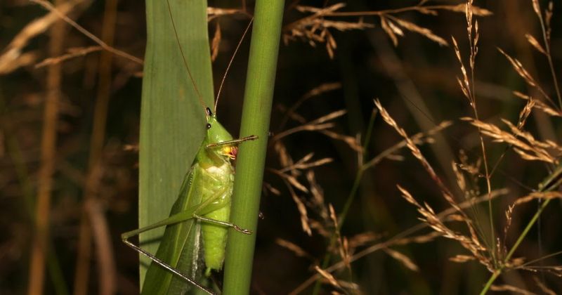 Their Songs Can Be Surprisingly Loud