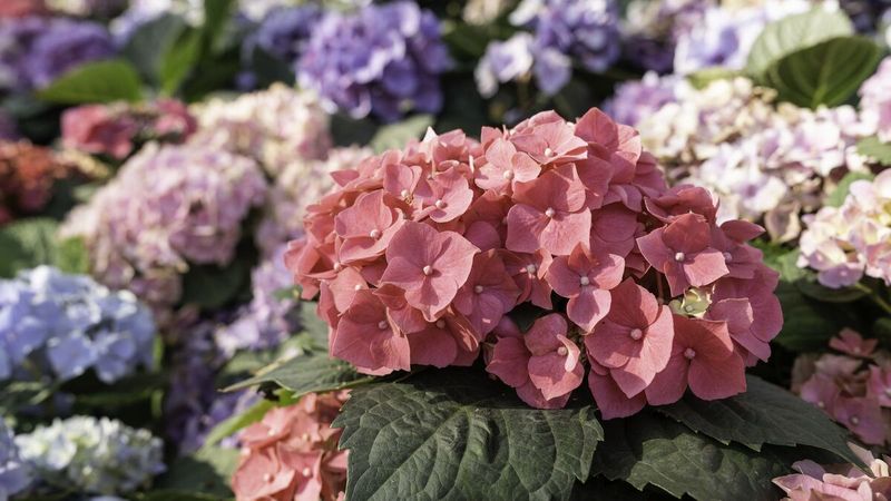 Hydrangeas Can Be Poisonous