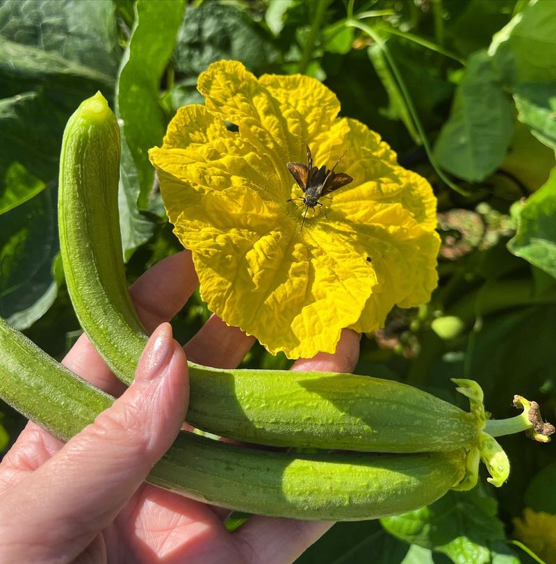 They Attract Lots of Bees — and Ants