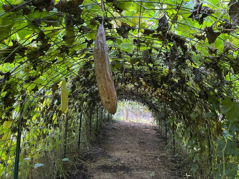 They Take Forever to Dry on the Vine