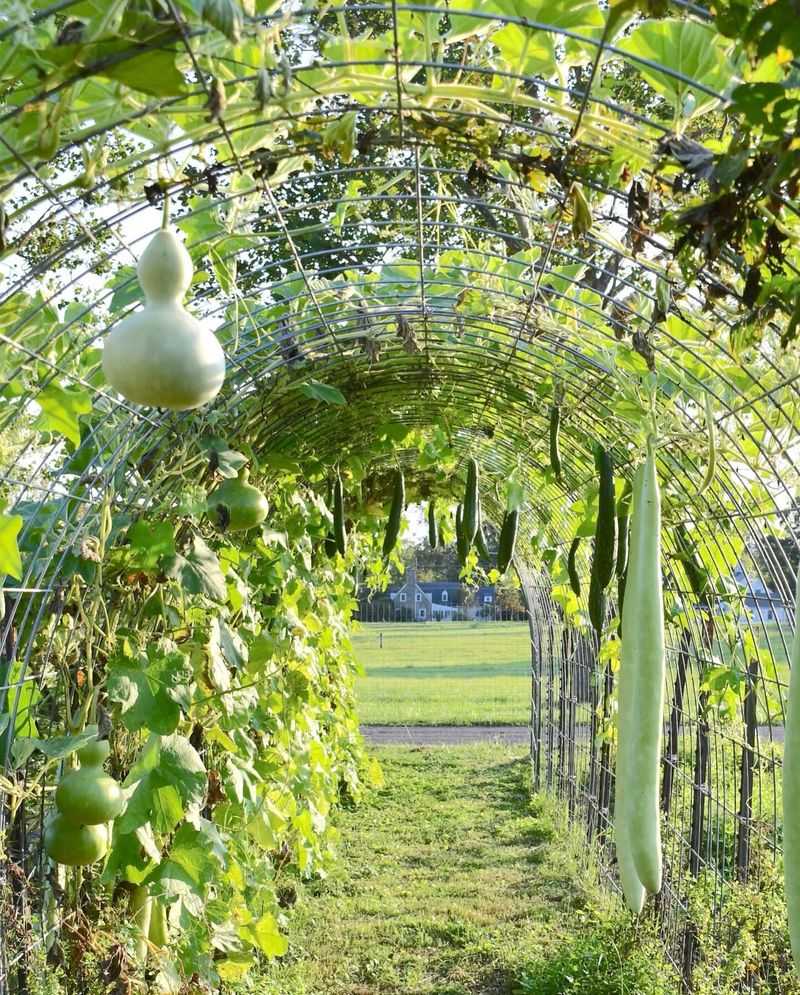 They Need Serious Trellis Support