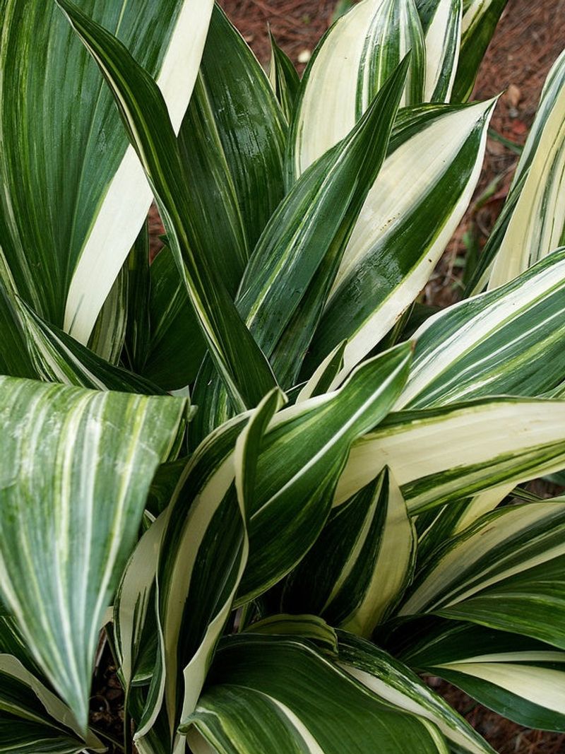 Aspidistra elatior 'Variegata'