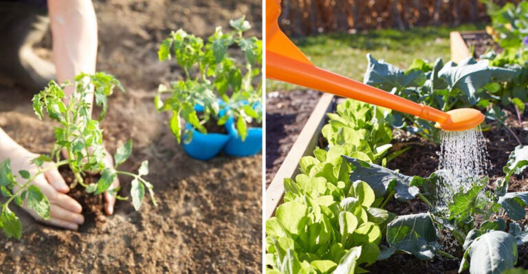 This 31 Day Tomato Soil Test Changed How I Think About Growing