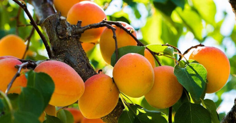 This Fast Fruiting Trend Is Exploding – 23 Trees That Don’t Wait