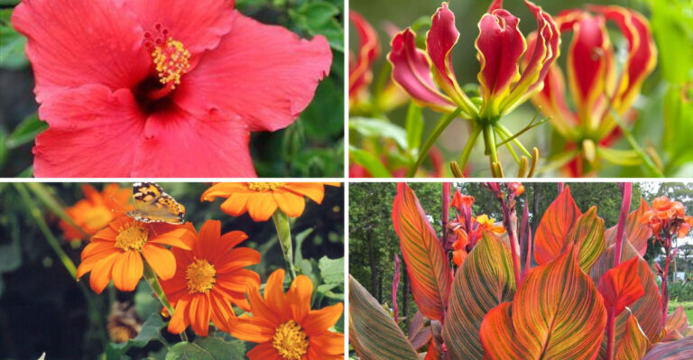 This Heat-Plant Trend Is Exploding Right Now — But Won’t Last Past August