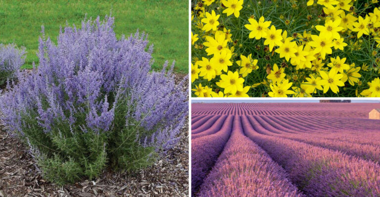 This Low Maintenance Perennial Trend Is Exploding Right Now