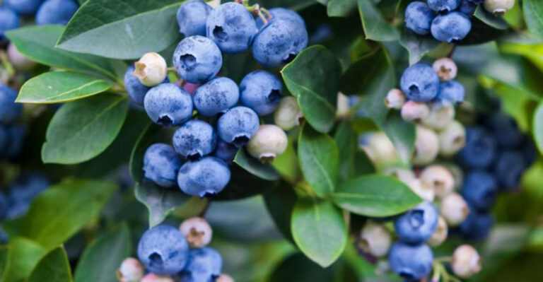 This One Fruit Grown in Your Garden Could Help Lower Cholesterol